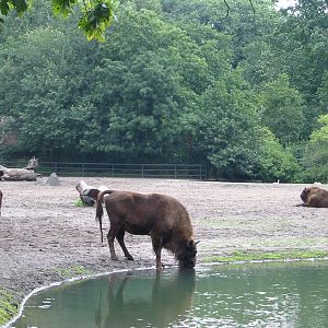 Berlin Tierpark 2004 - European Bison paddock