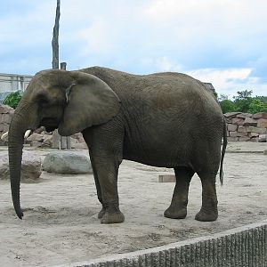 Berlin Tierpark 2004 - African Elephant cow