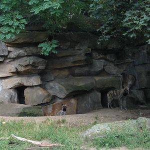 Berlin Tierpark 2004 - Striped Hyena and cub