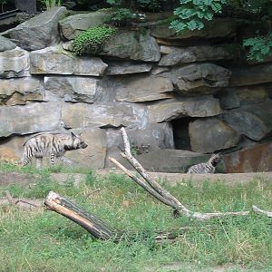 Berlin Tierpark 2004 - Striped Hyena and cub