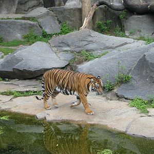 Berlin Tierpark 2004 - Sumatran Tiger at the Alfred Brehm House