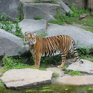 Berlin Tierpark 2004 - Sumatran Tiger at the Alfred Brehm House