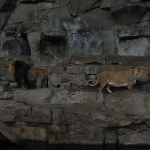 Berlin Tierpark 2004 - Asiatic Lions in the Alfred Brehm House