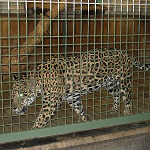 Berlin Tierpark 2004 - Jaguar in the Alfred Brehm House