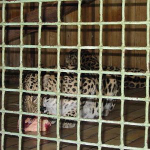 Berlin Tierpark 2004 - Amur Leopards in the Alfred Brehm House