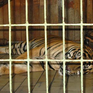 Berlin Tierpark 2004 - Malayan Tiger in the Alfred Brehm House