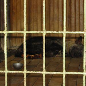 Berlin Tierpark 2004 - Brown Hyena in the Alfred Brehm House