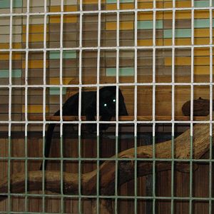 Berlin Tierpark 2004 - Melanistic Leopard in the Alfred Brehm House