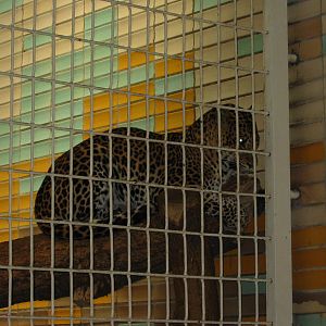 Berlin Tierpark 2004 - Javan Leopard in the Alfred Brehm House