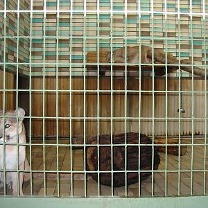 Berlin Tierpark 2004 - Pumas in the Alfred Brehm House