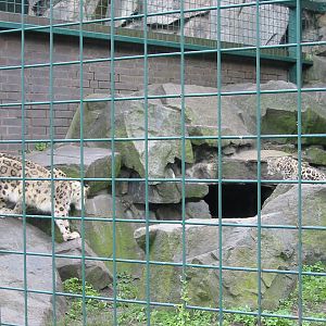 Berlin Tierpark 2004 - Snow Leopard enclosure at the Alfred Brehm House