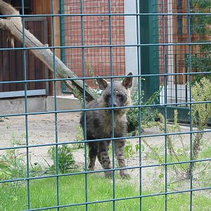 Berlin Tierpark 2004 - Brown Hyena at the Alfred Brehm House