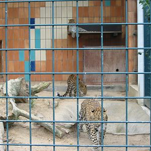 Berlin Tierpark 2004 - Chinese Leopards at the Alfred Brehm House
