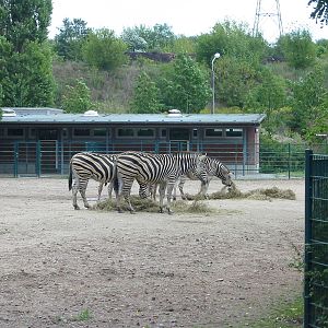 Berlin Tierpark 2004 - Chapman Zebra
