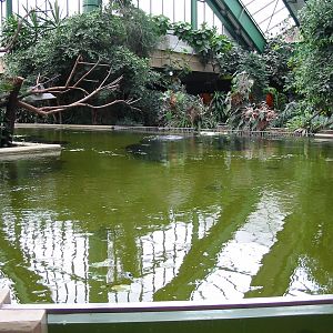 Berlin Tierpark 2004 - Top of the Caribbean Manatee exhibit