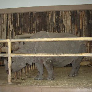 Berlin Tierpark 2004 - Indian Rhinoceros in the Pachyderm House