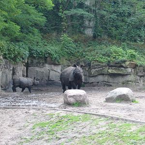 Berlin Tierpark 2004 - Indian Rhinoceros and calf in the outdoor exhibit