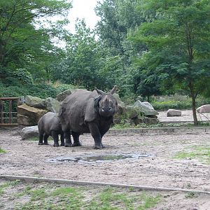 Berlin Tierpark 2004 - Indian Rhinoceros and calf in the outdoor exhibit