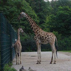 Berlin Tierpark 2004 - Giraffe and calf