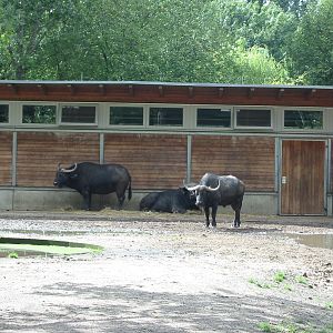 Berlin Tierpark 2004 - Cape Buffalo enclosure