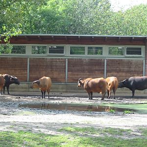 Berlin Tierpark 2004 - Congo Buffalo enclosure