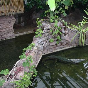 Berlin Tierpark 2004 - Inside the Crocodile House
