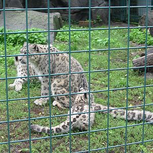 Berlin Tierpark 2004 - Beautiful Snow Leopard cubs at joyous play