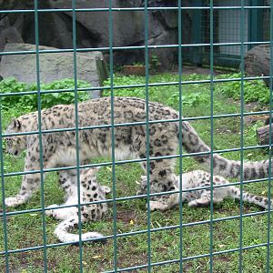 Berlin Tierpark 2004 - Beautiful Snow Leopard cubs at joyous play