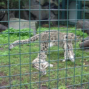Berlin Tierpark 2004 - Beautiful Snow Leopard cubs at joyous play