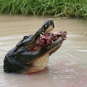 Alligator feeding