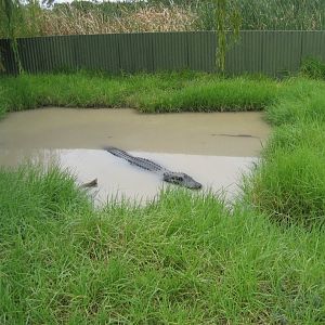 Alligator enclosure