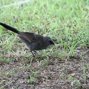 wild Apostlebird