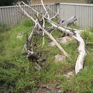 Bearded Dragon enclosure