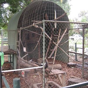 Capuchin enclosure