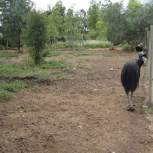 Cassowary enclosure