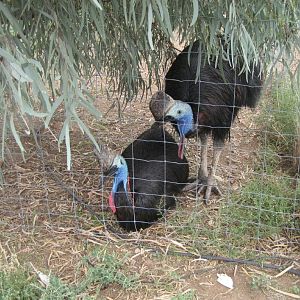 Cassowary pair