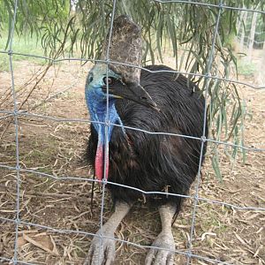 Cassowary