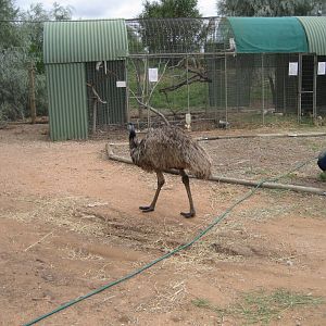 Cockatoo and Galah aviary