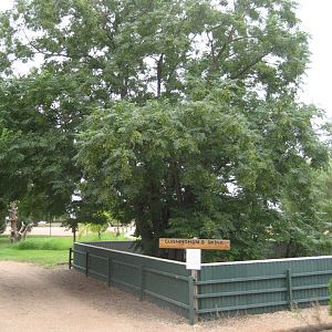 Cunningham's Skink enclosure