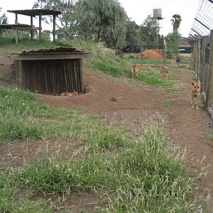 Dingo enclosure