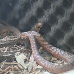 Eastern Brown Snake juvenile