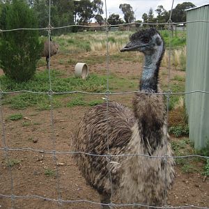 Emu and  enclosure