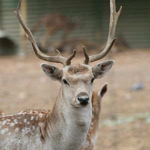 Fallow Deer buck