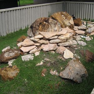 Gidgee Skink enclosure