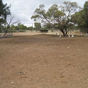 Deer and Kangaroo enclosure