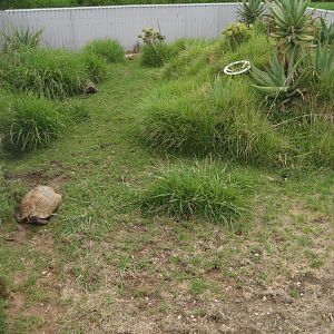 Leopard Tortoise enclosure