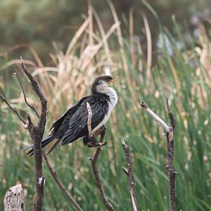 wild Little Pied Cormorant, immature