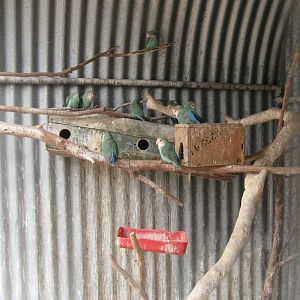 Peachfaced Lovebirds