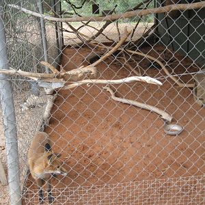 Red Fox enclosure