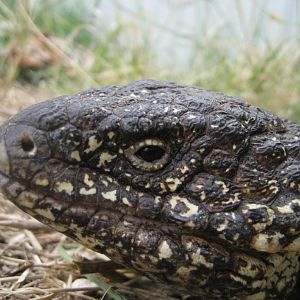 Shingleback
